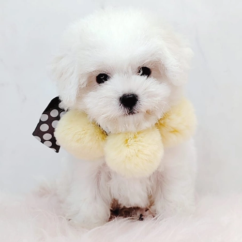  Bichon Frise 比熊 - FURGATHER DESTINY PET HOUSE