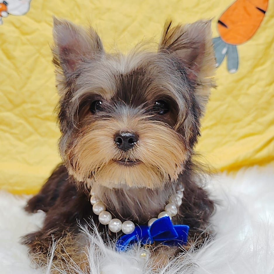 Yorkshire Terrier 约克夏