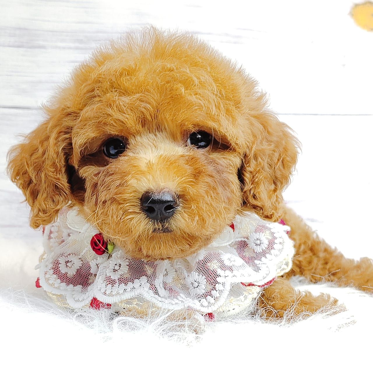 Poodle 娉拌开璐靛