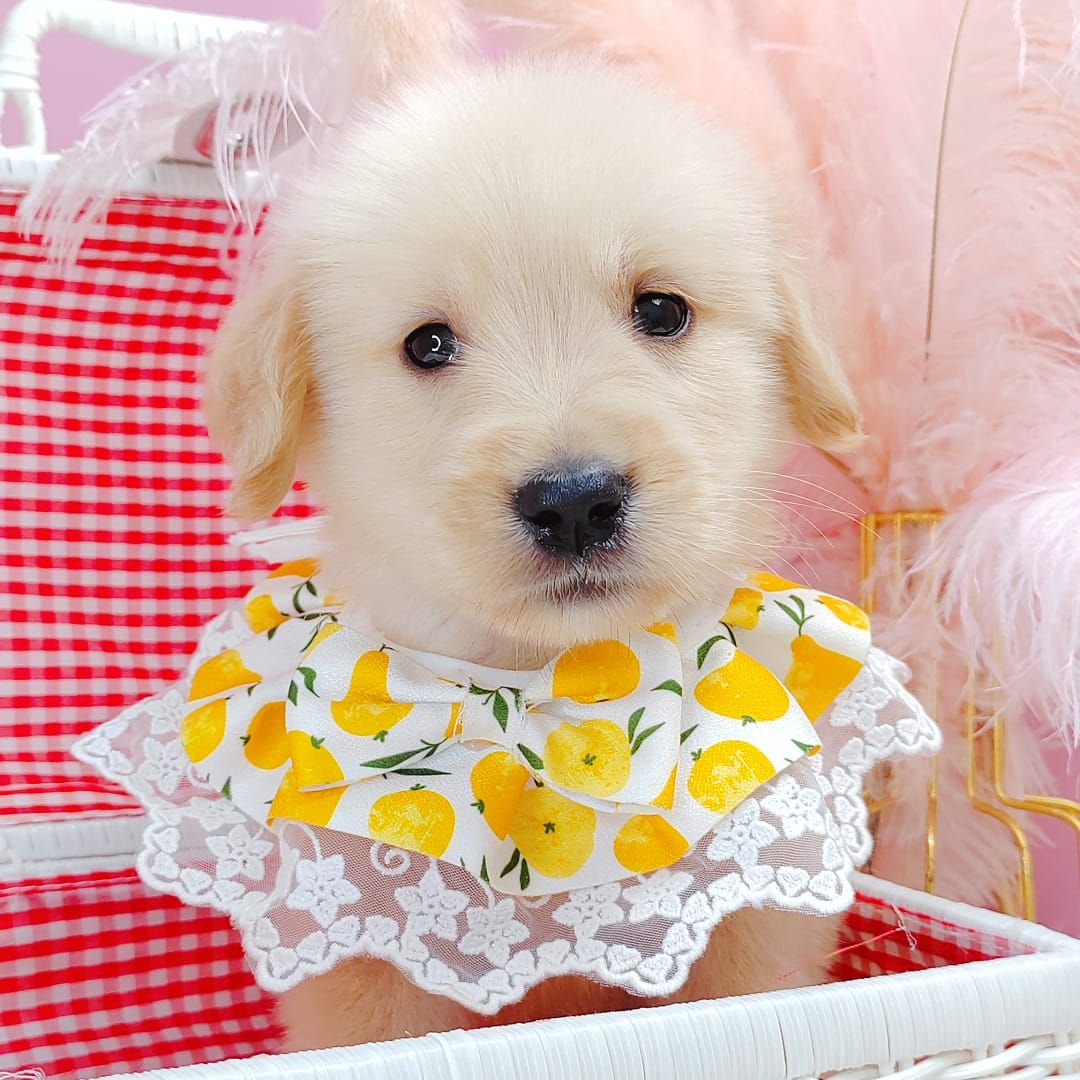 Golden Retriever 黄金猎犬