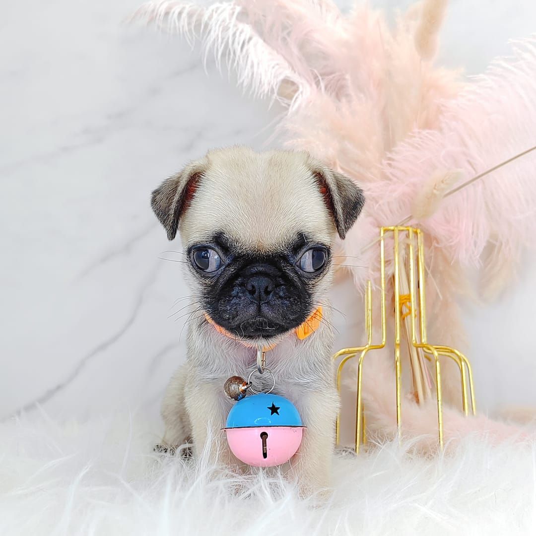 Pug 巴哥