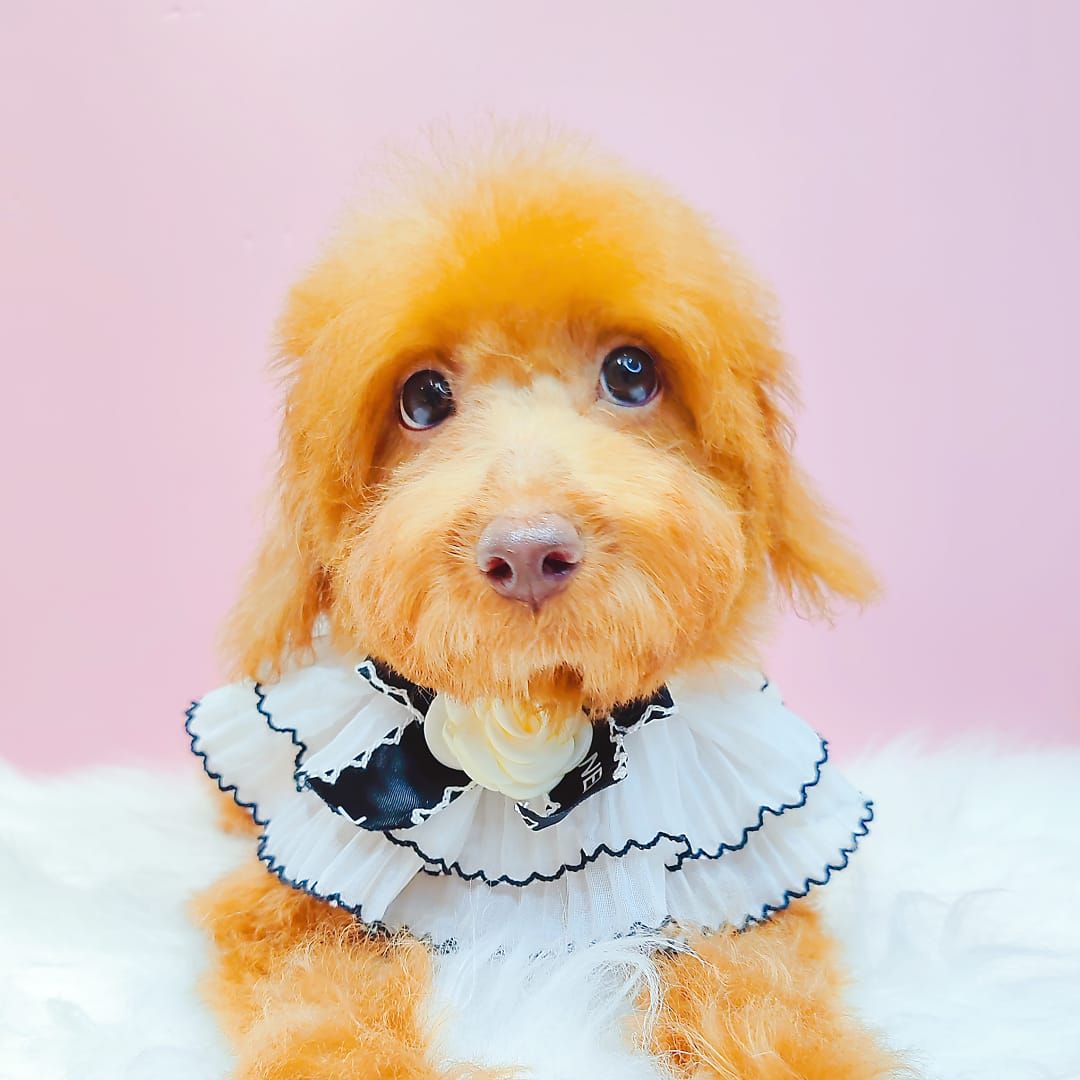 Poodle 娉拌开璐靛