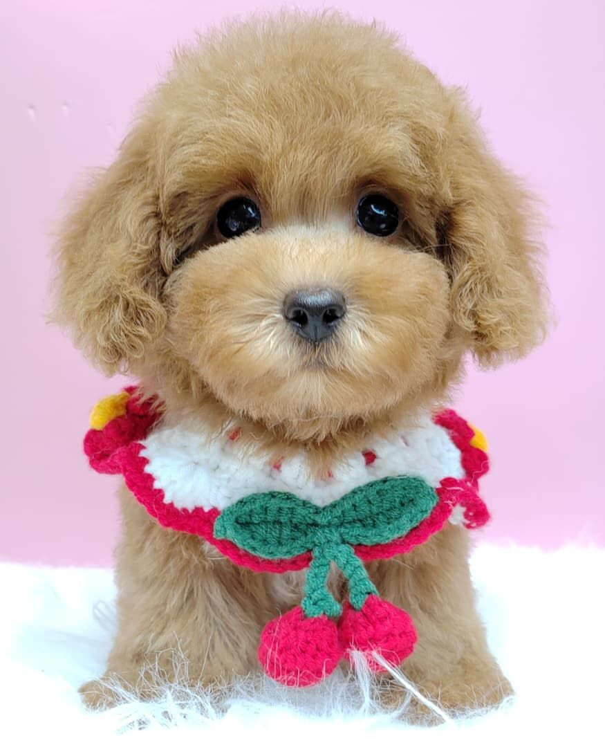 Poodle 娉拌开璐靛