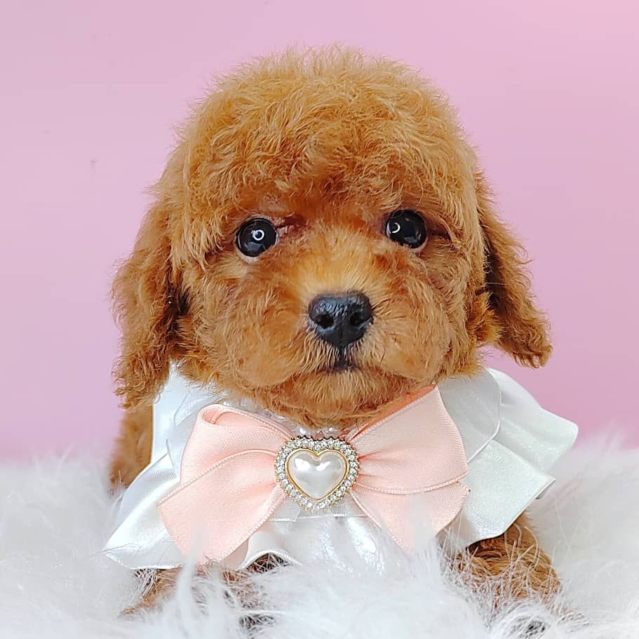 Poodle 娉拌开璐靛