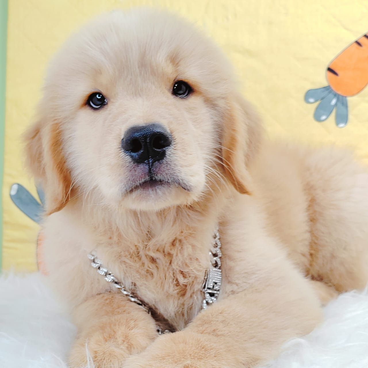 Golden Retriever 黄金猎犬