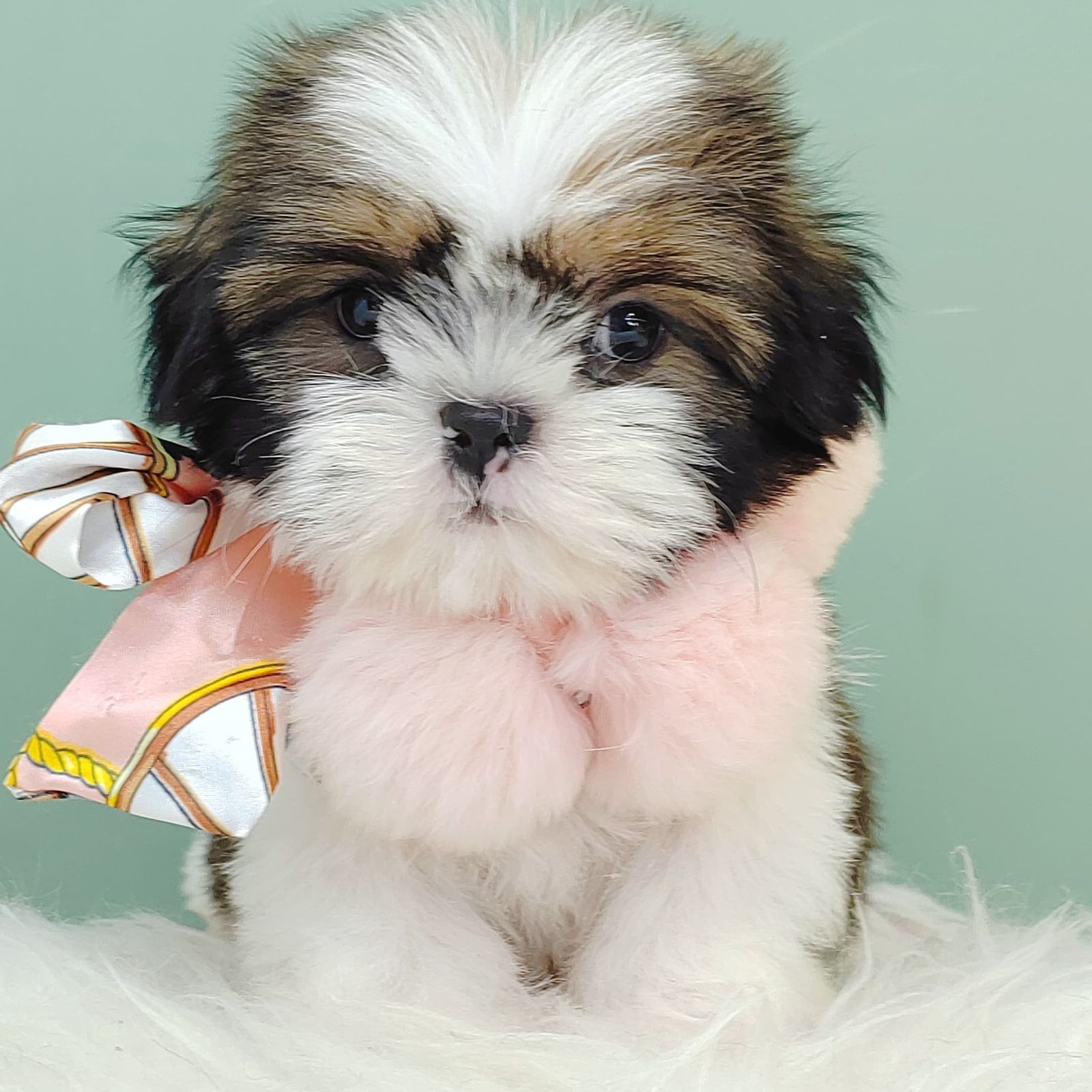 Shih Tzu 西施