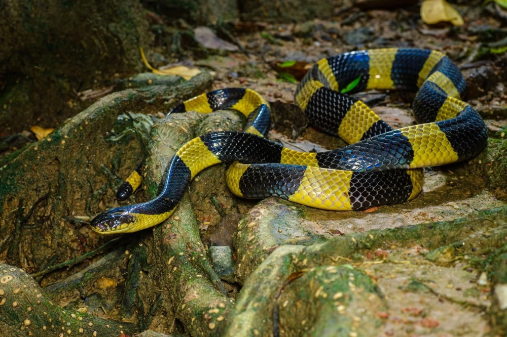 Red Headed Krait Bayan Lepas, George Town, Penang, Malaysia Exotic ...