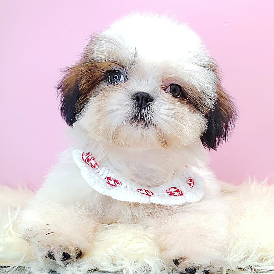 Shih Tzu 西施