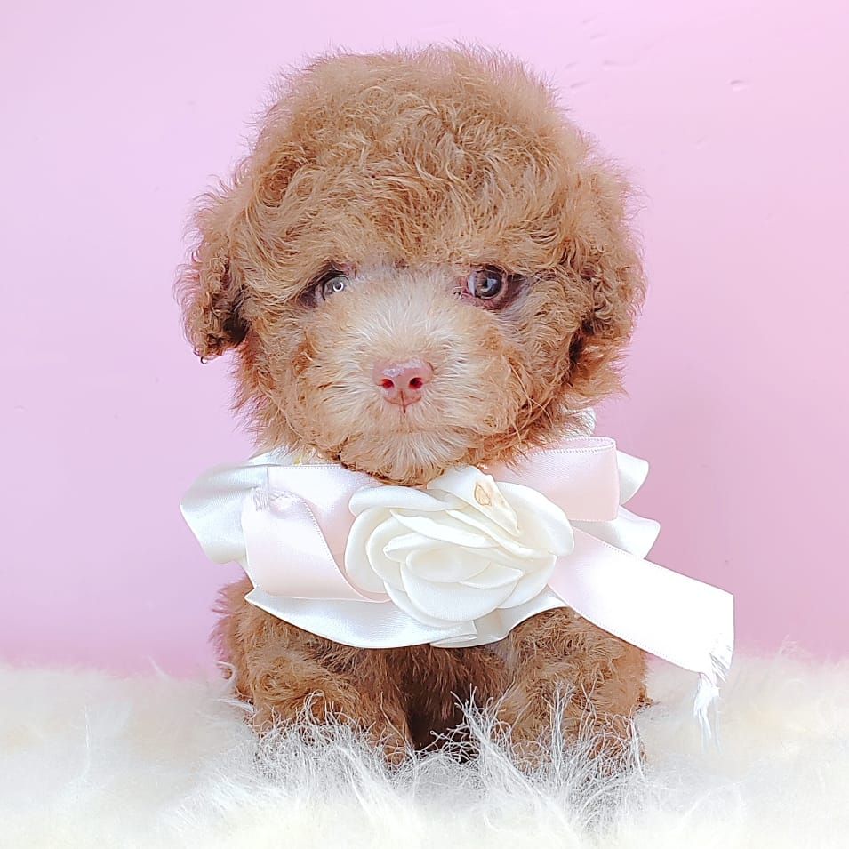 Poodle 娉拌开璐靛