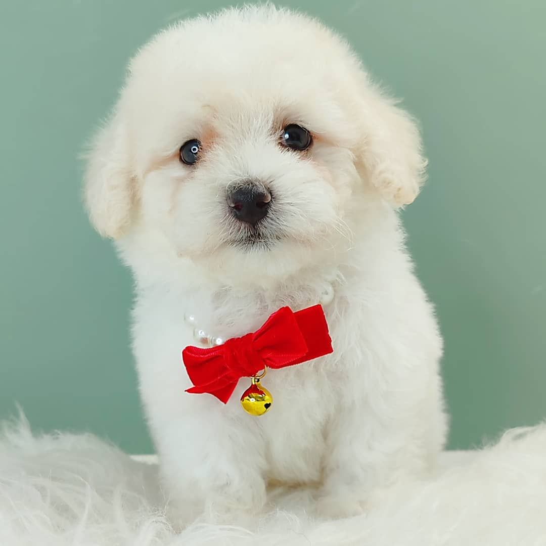 Poodle 娉拌开璐靛