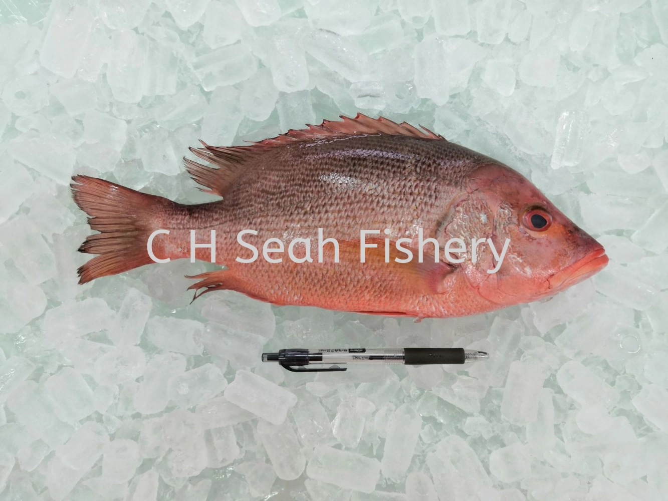 Fresh Red Snapper Fish Selangor, Malaysia, Kuala Lumpur (KL), Seri ...