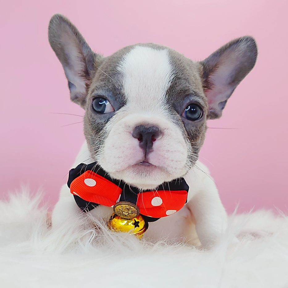 French Bulldog 法斗