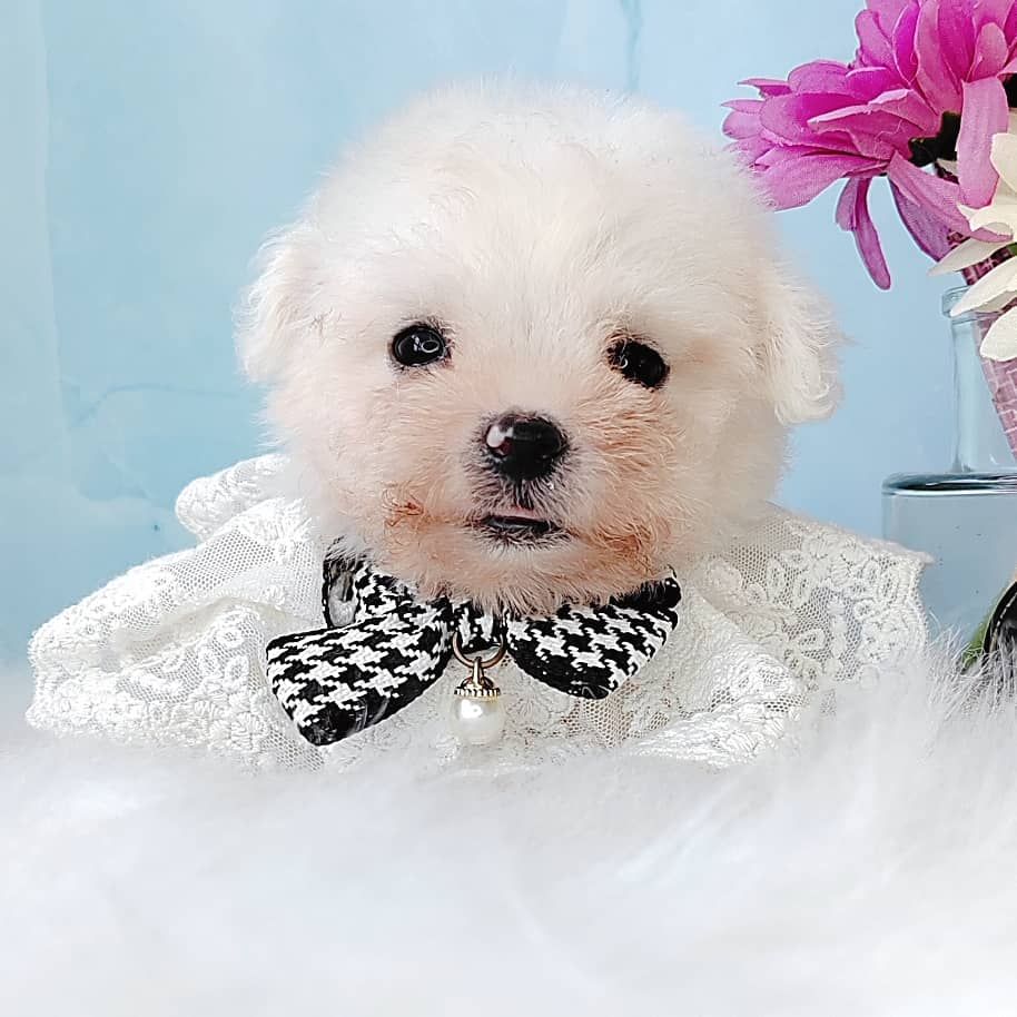 Bichon Frise 比熊