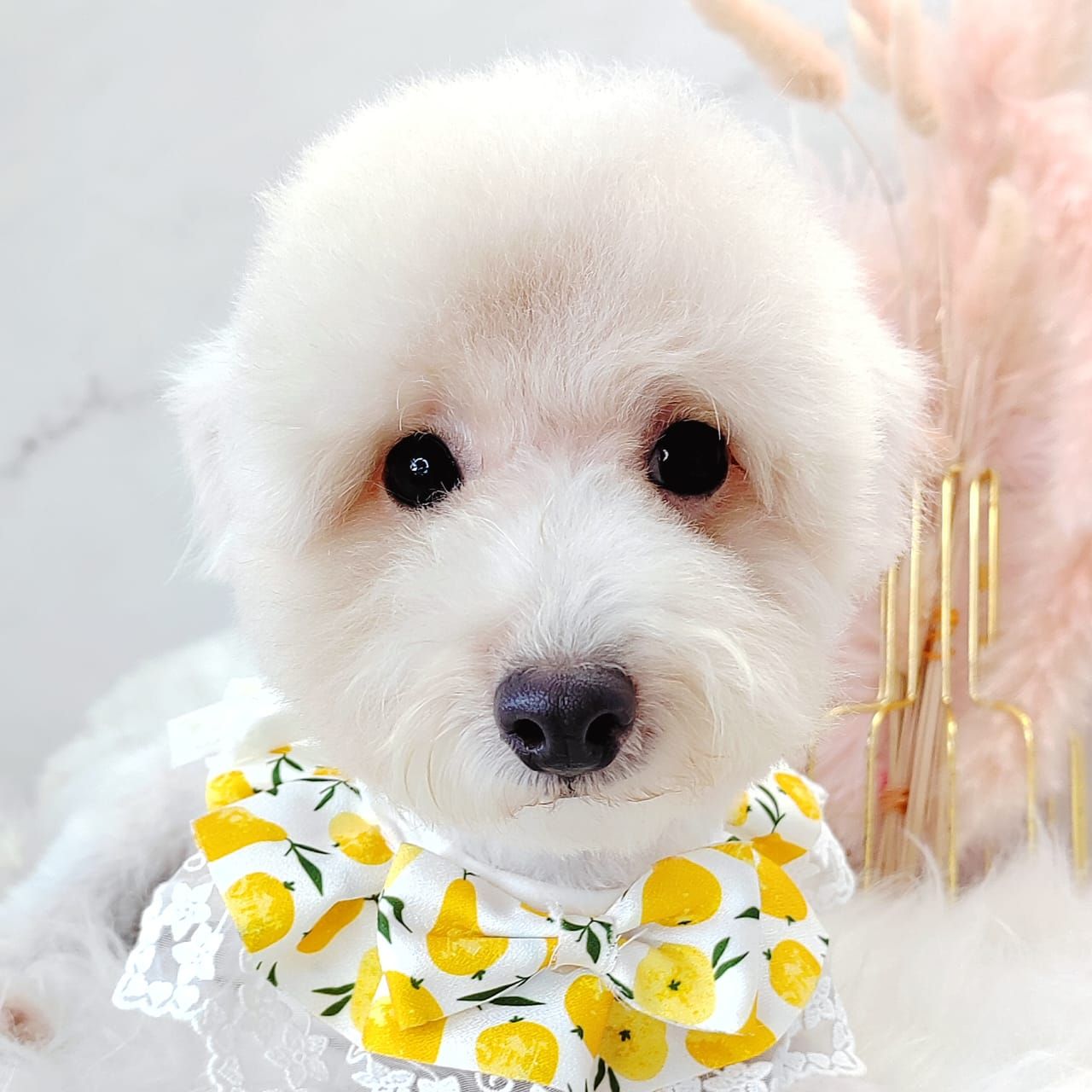 Poodle 娉拌开璐靛