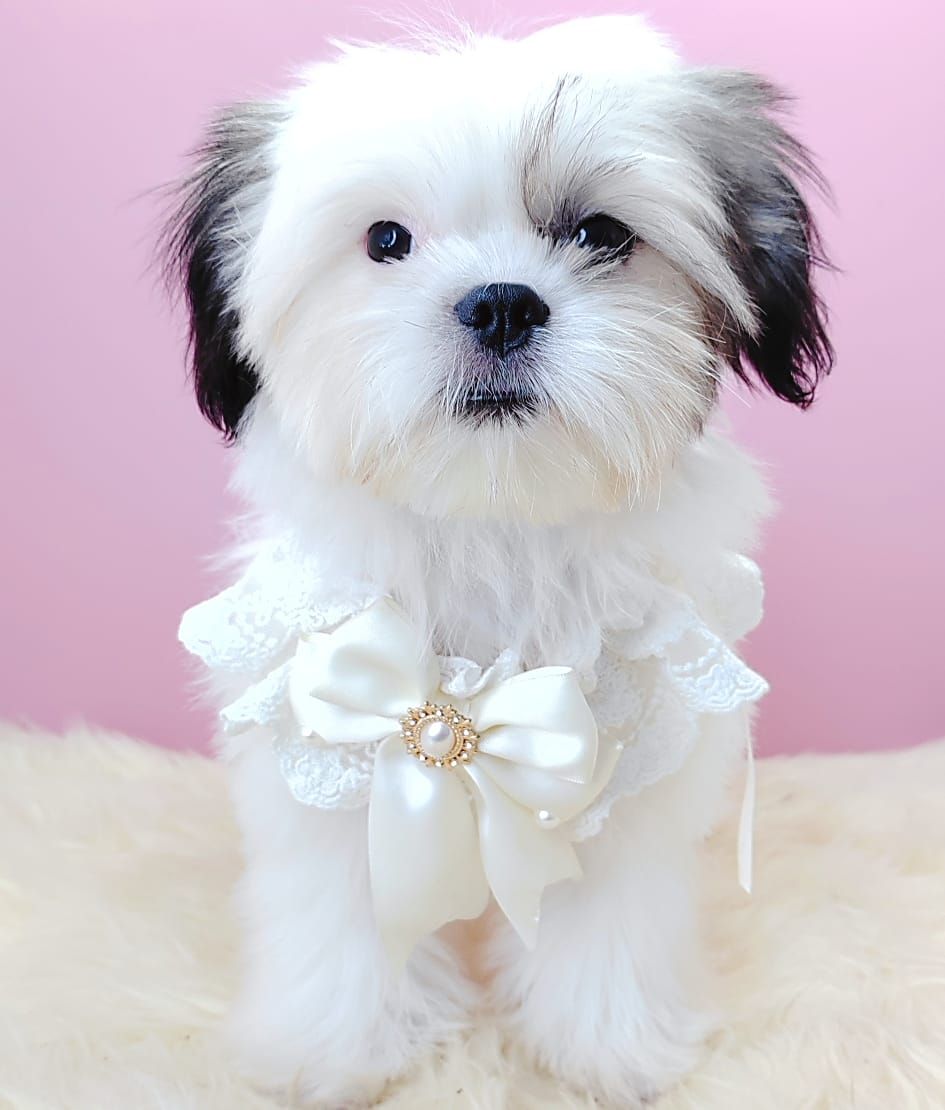 Shih Tzu 西施