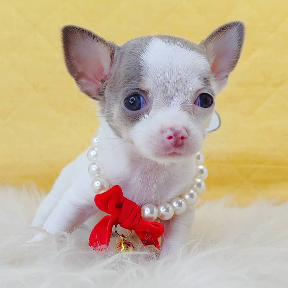 Chihuahua 吉娃娃