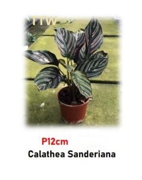 Buy Calathea Ornata | Pinstripe Prayer Plant (Sanderiana) for Sale (P12cm)