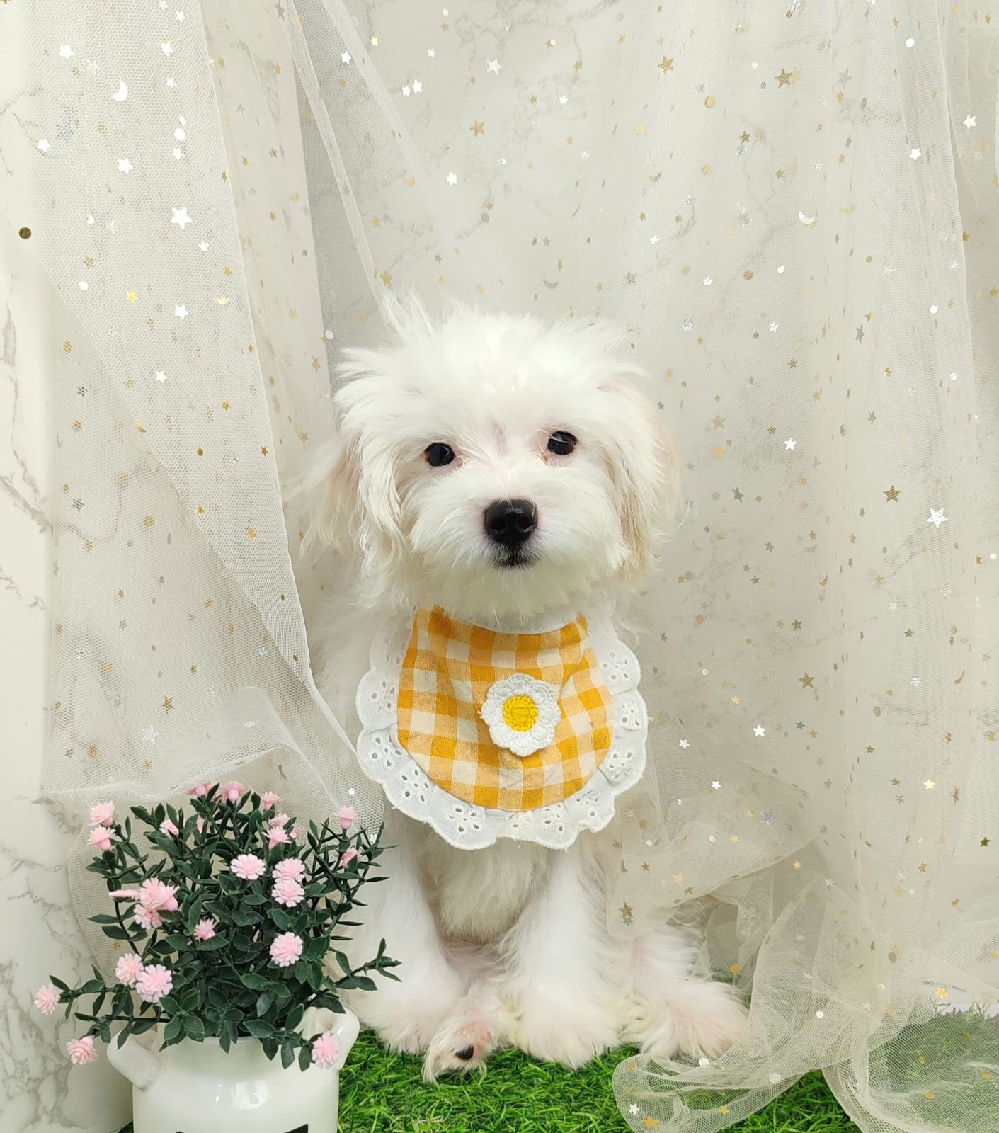 Maltipoo 马尔泰迪