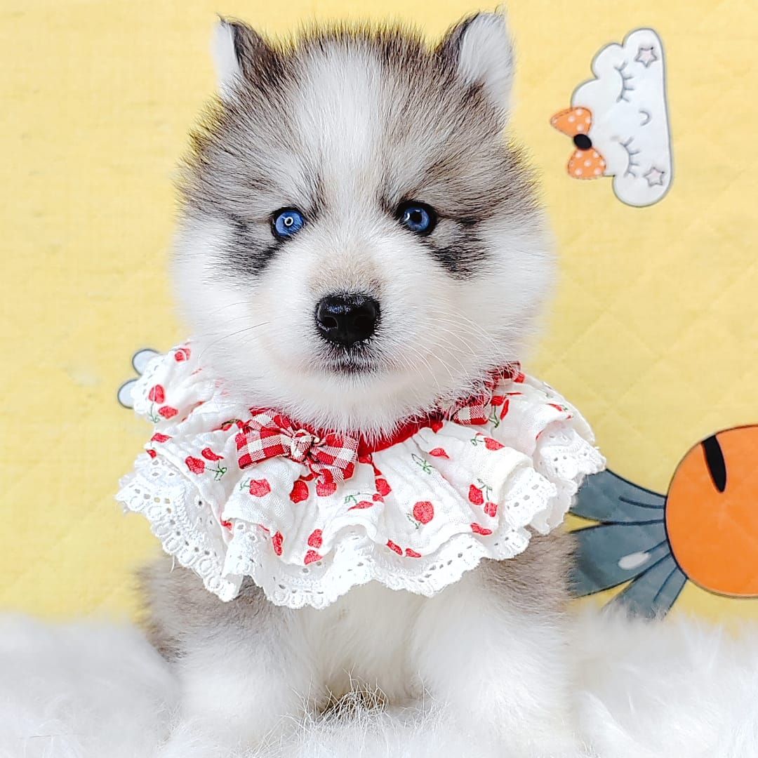 Wooly Husky 哈士奇