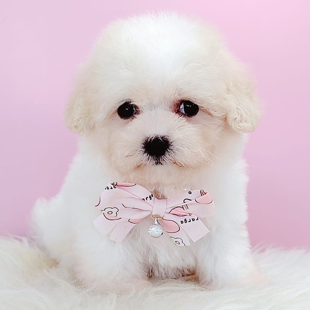 Poochon 泰迪熊
