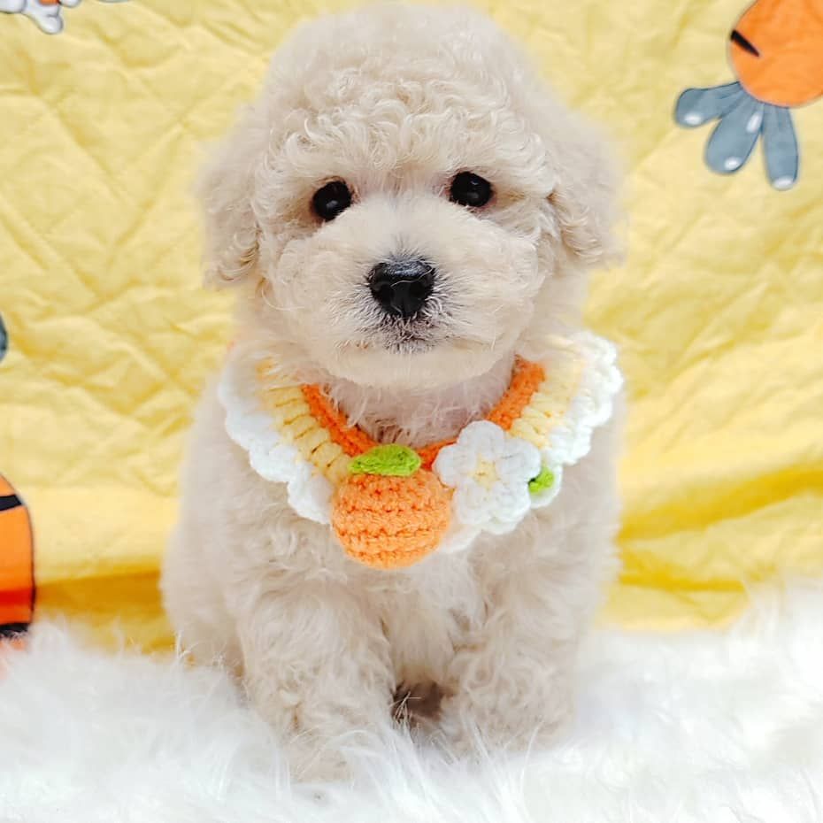 Maltipoo 马尔泰迪
