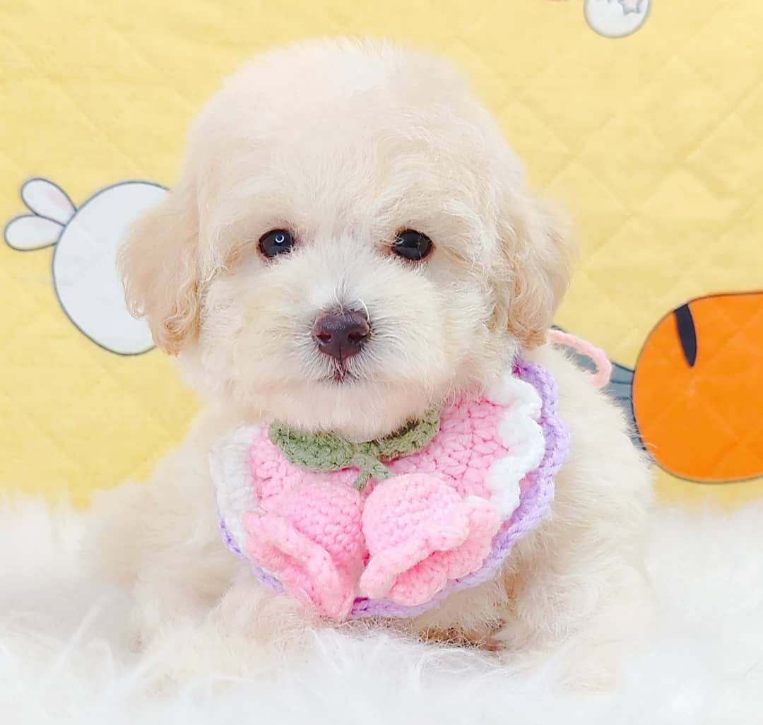 Maltipoo 马尔泰迪