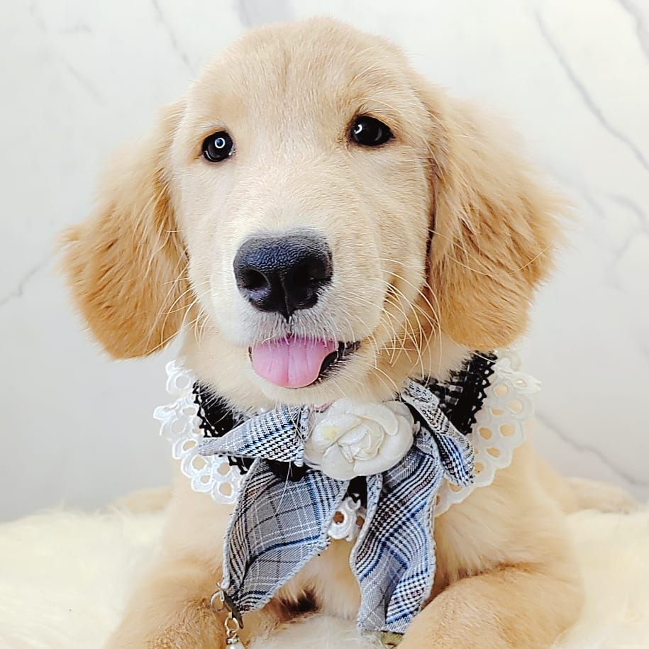 Golden Retriever 黄金猎犬