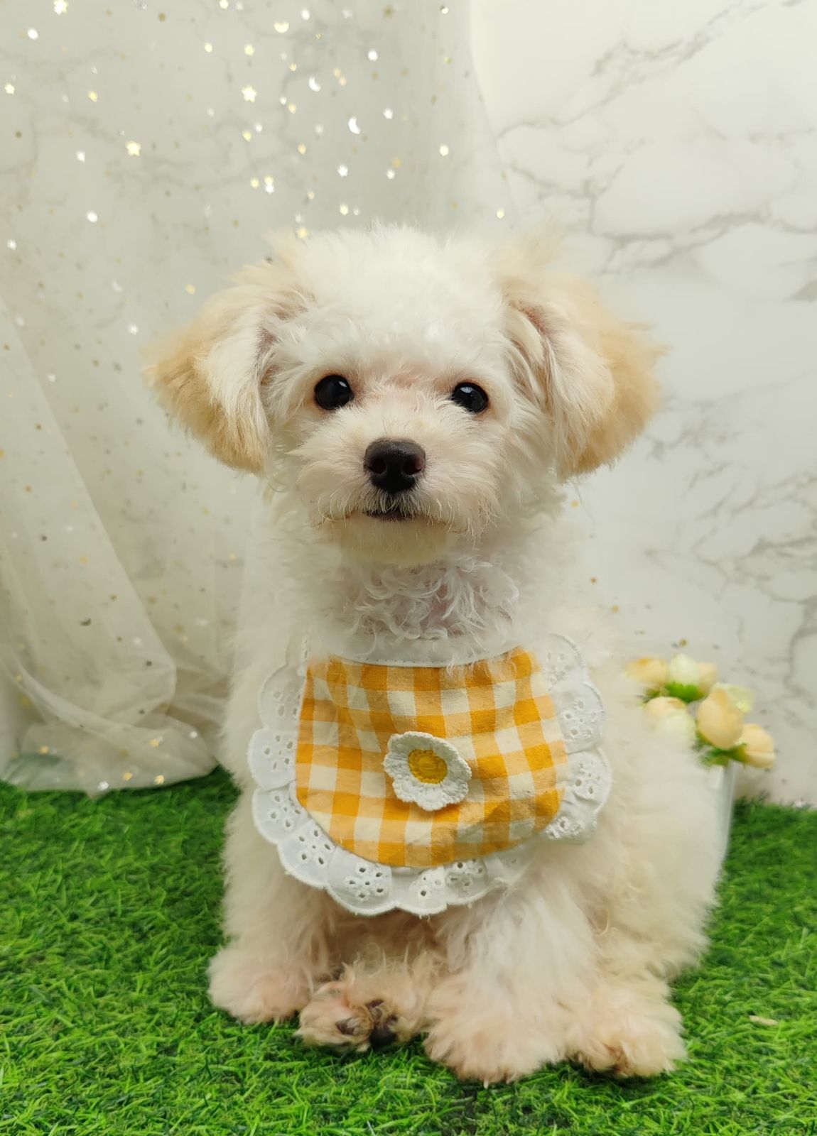 Poodle 娉拌开璐靛