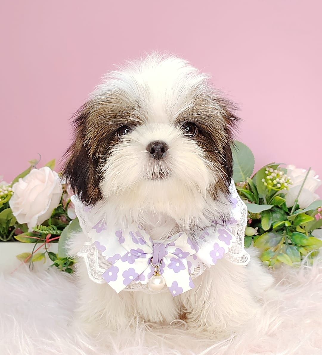 Shih Tzu 西施