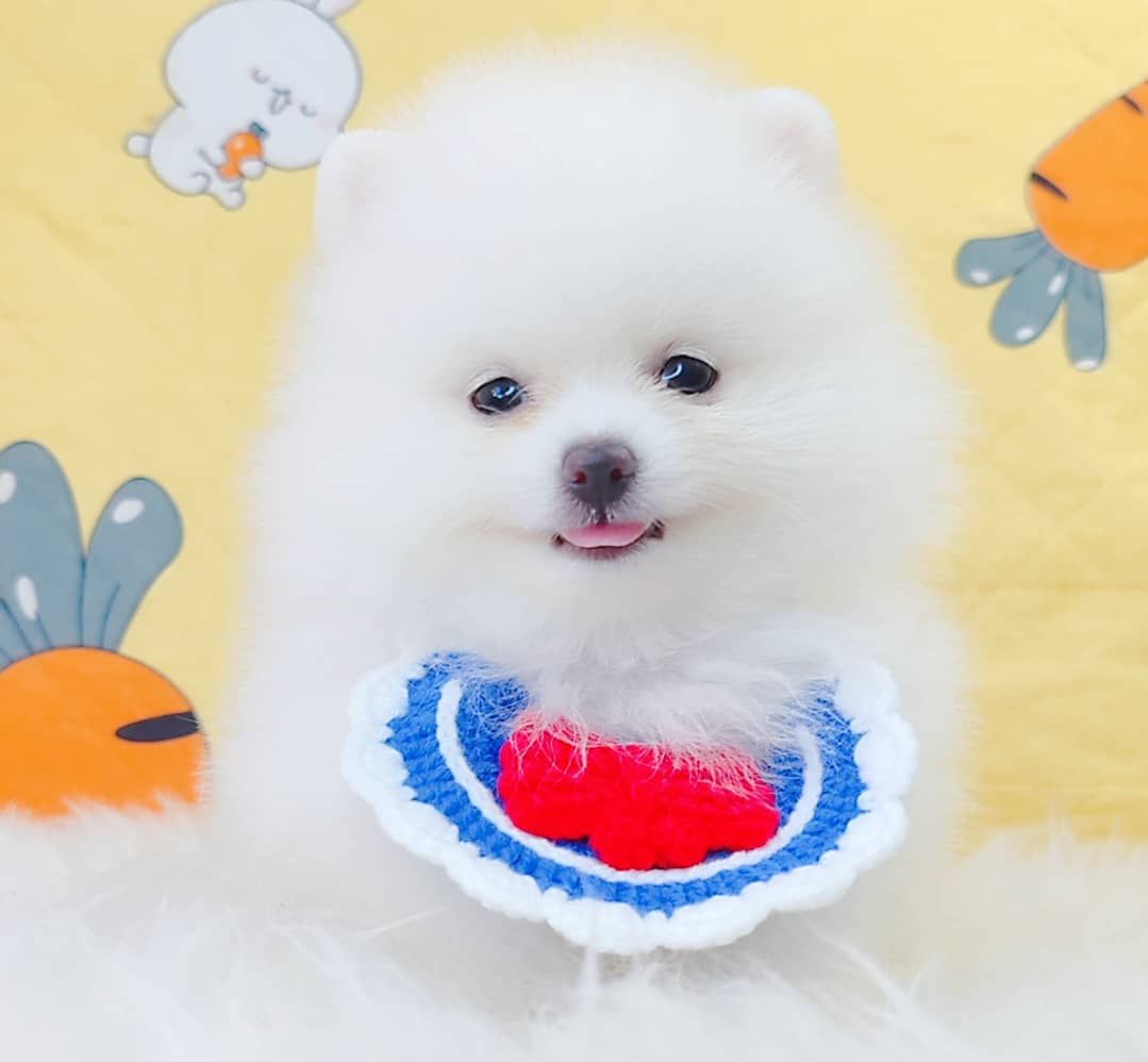 Pomeranian 博美