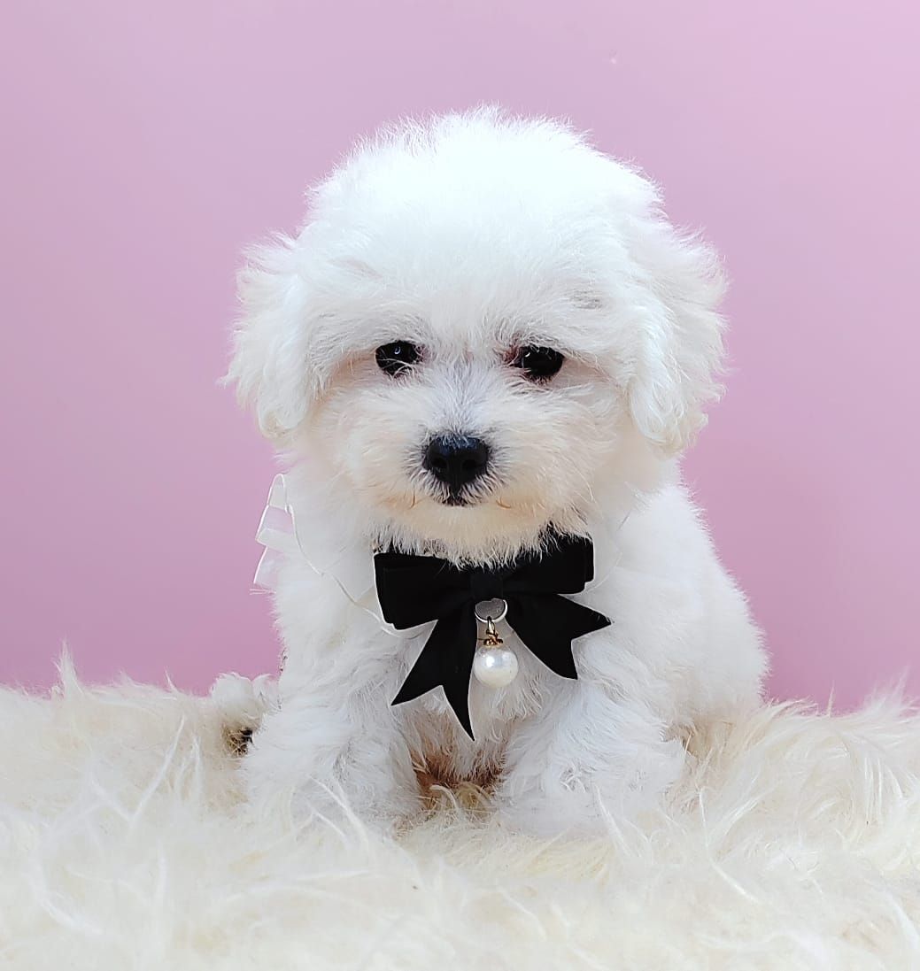 Poodle 娉拌开璐靛