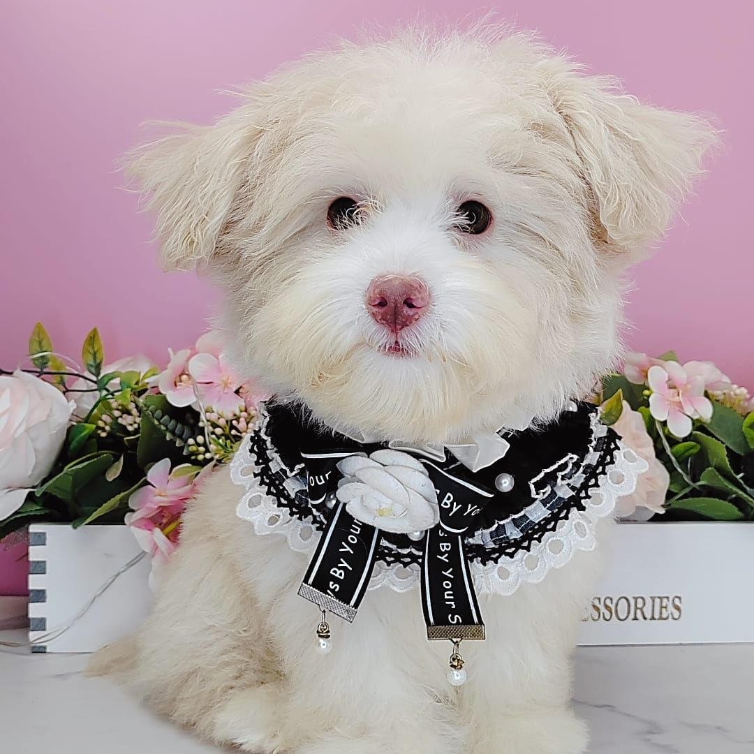 Maltipoo 马尔泰迪