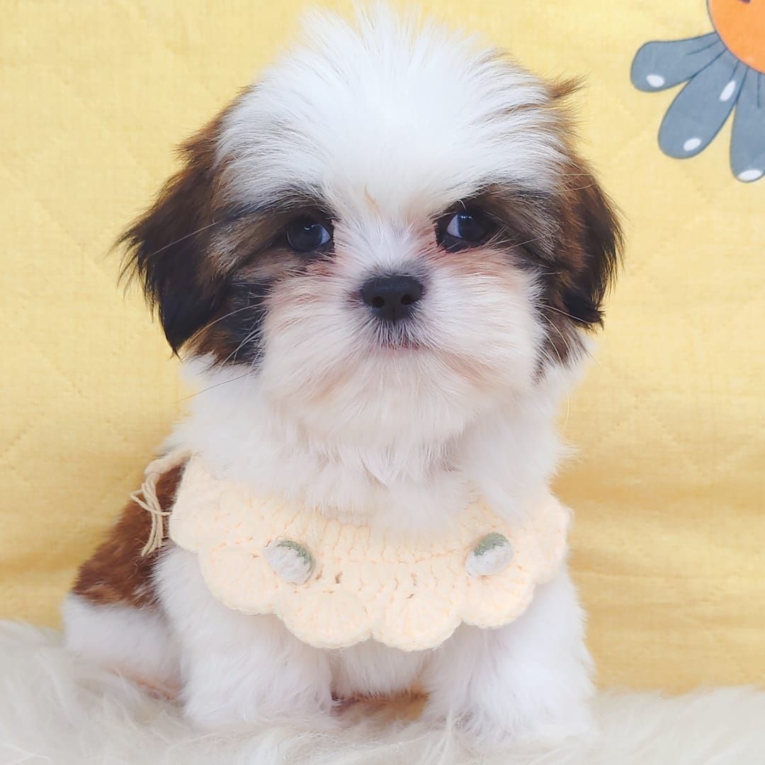 Shih Tzu 西施