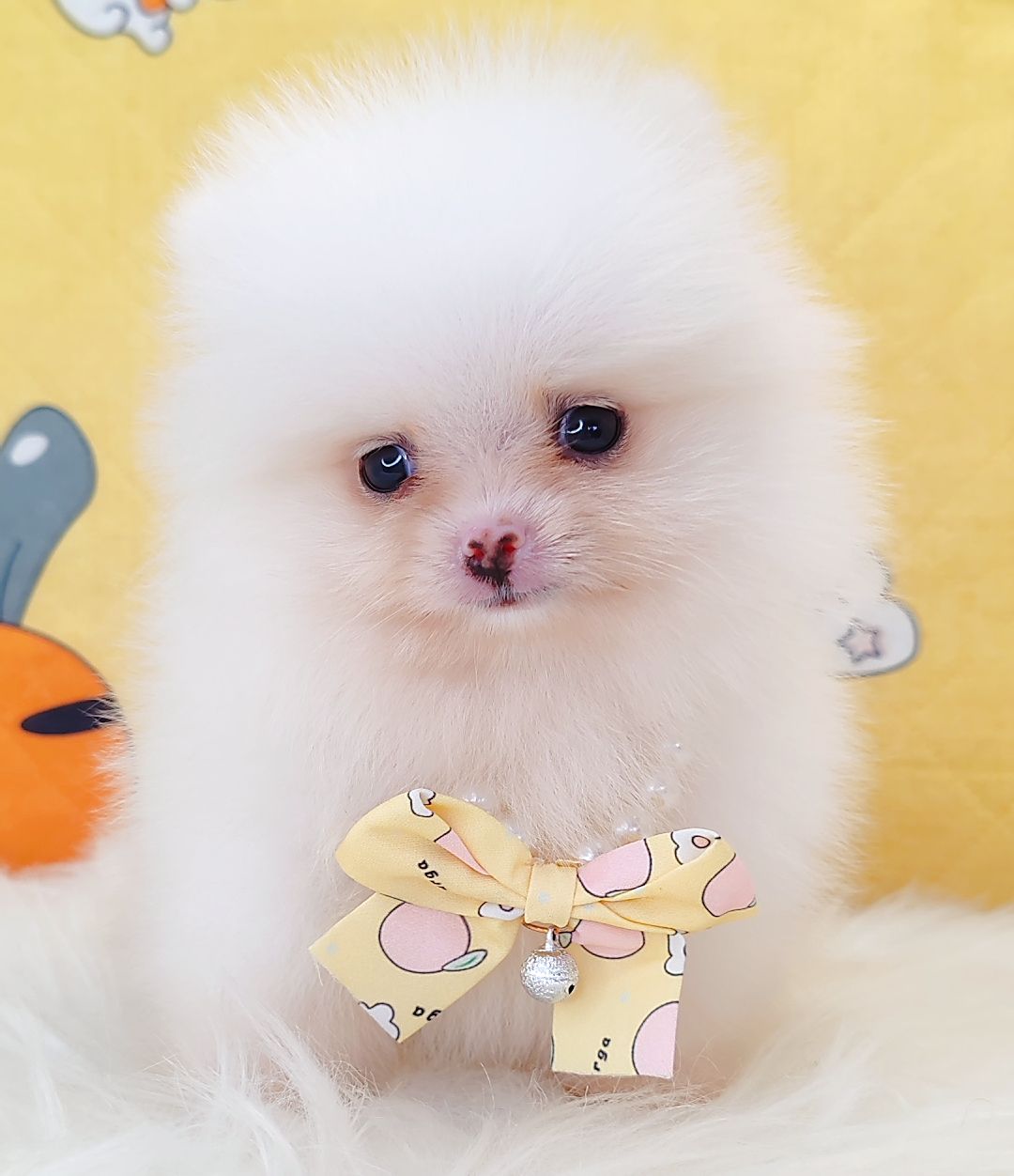 Pomeranian 博美
