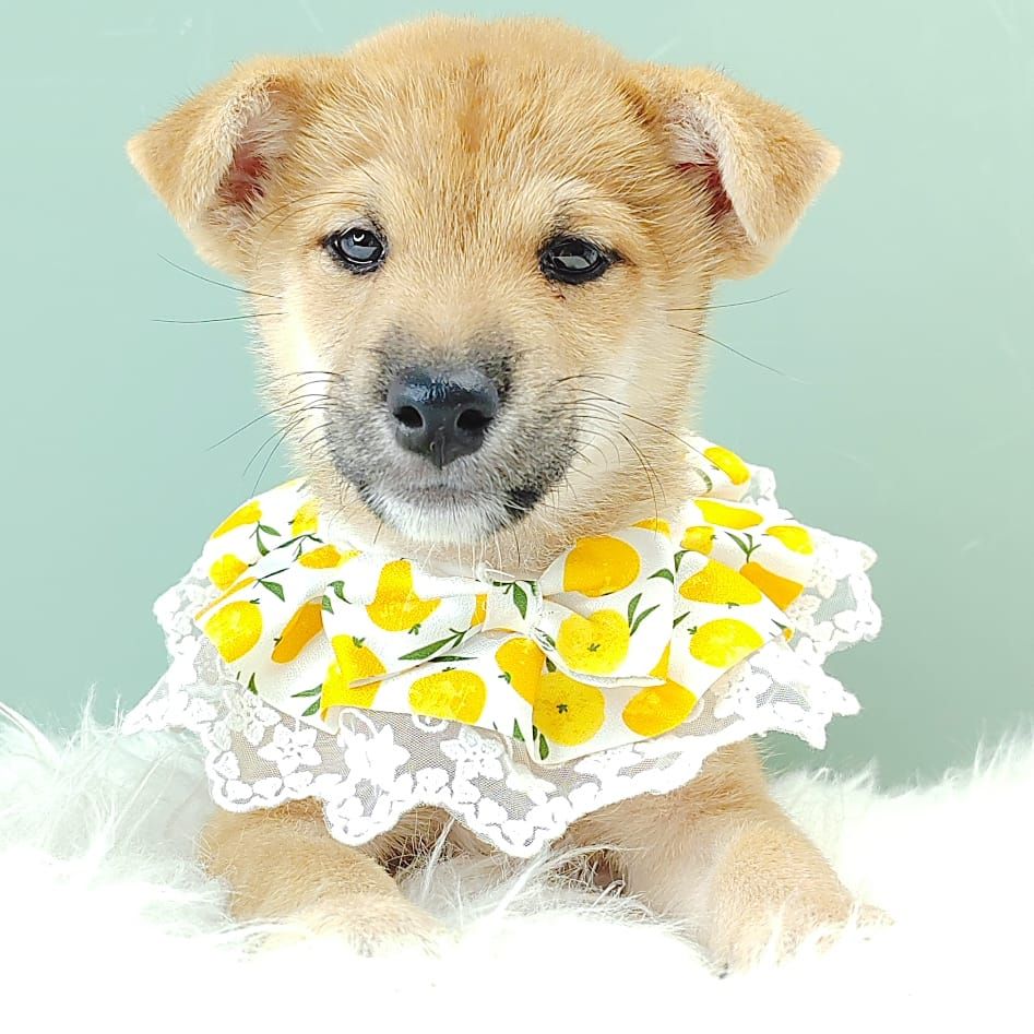 Shiba Inu 柴犬