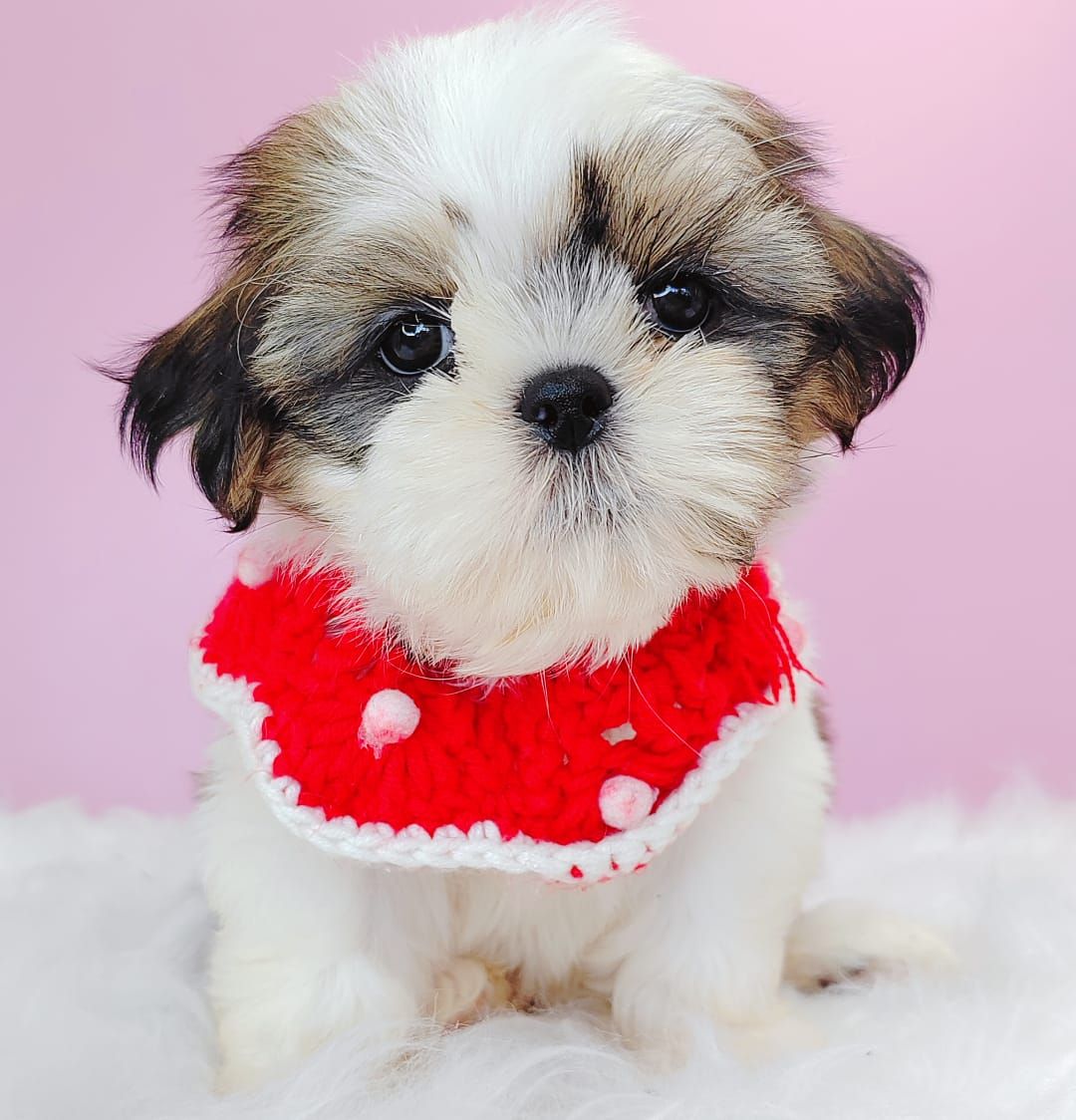 Shih Tzu 西施