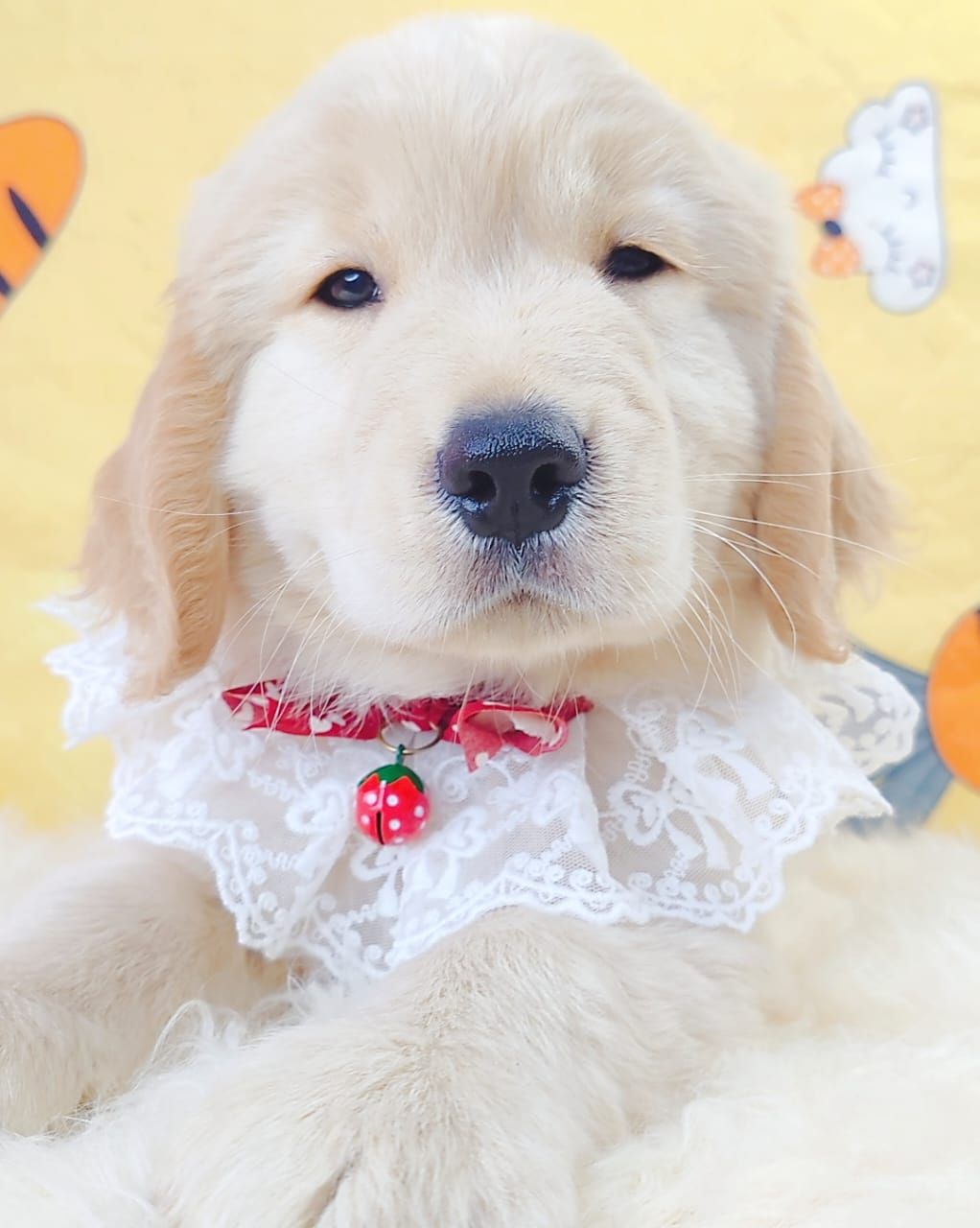 Golden Retriever 黄金猎犬