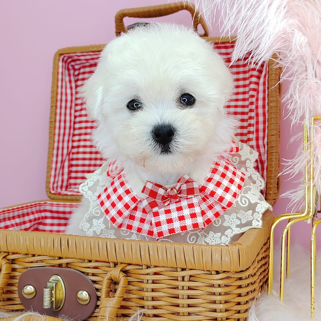 Poodle 娉拌开璐靛