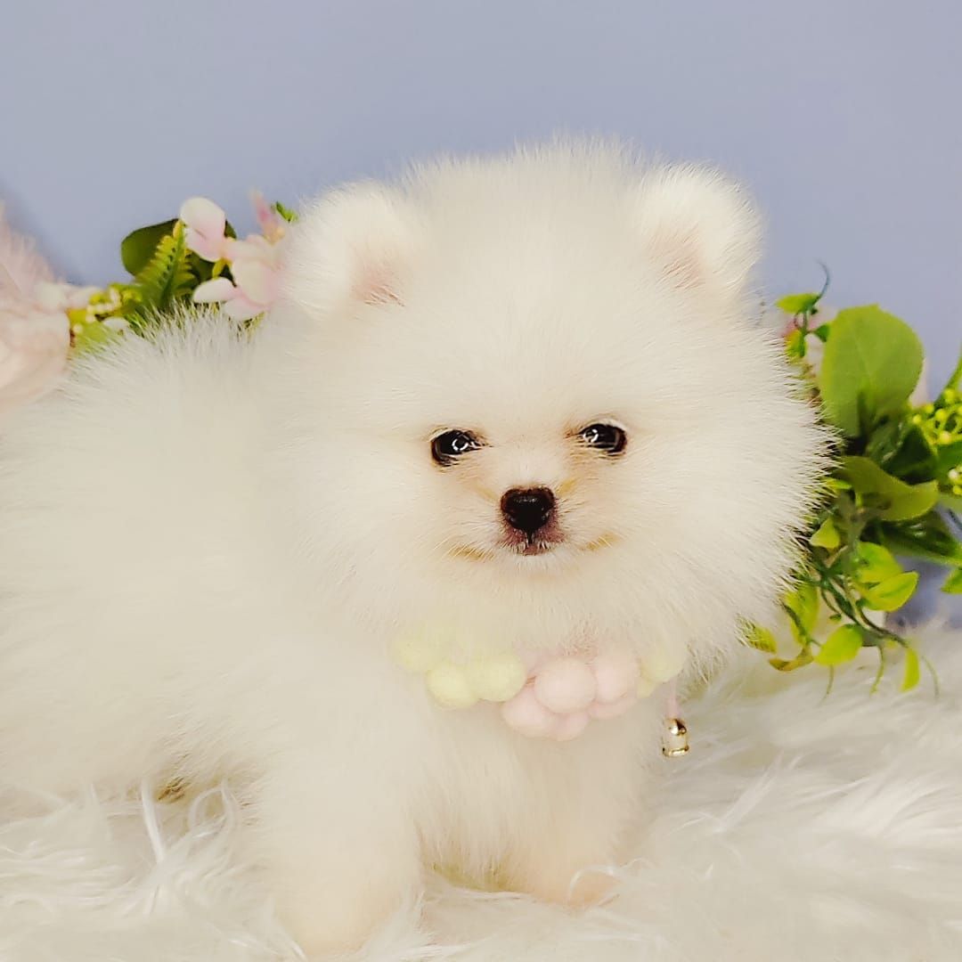 Pomeranian 博美