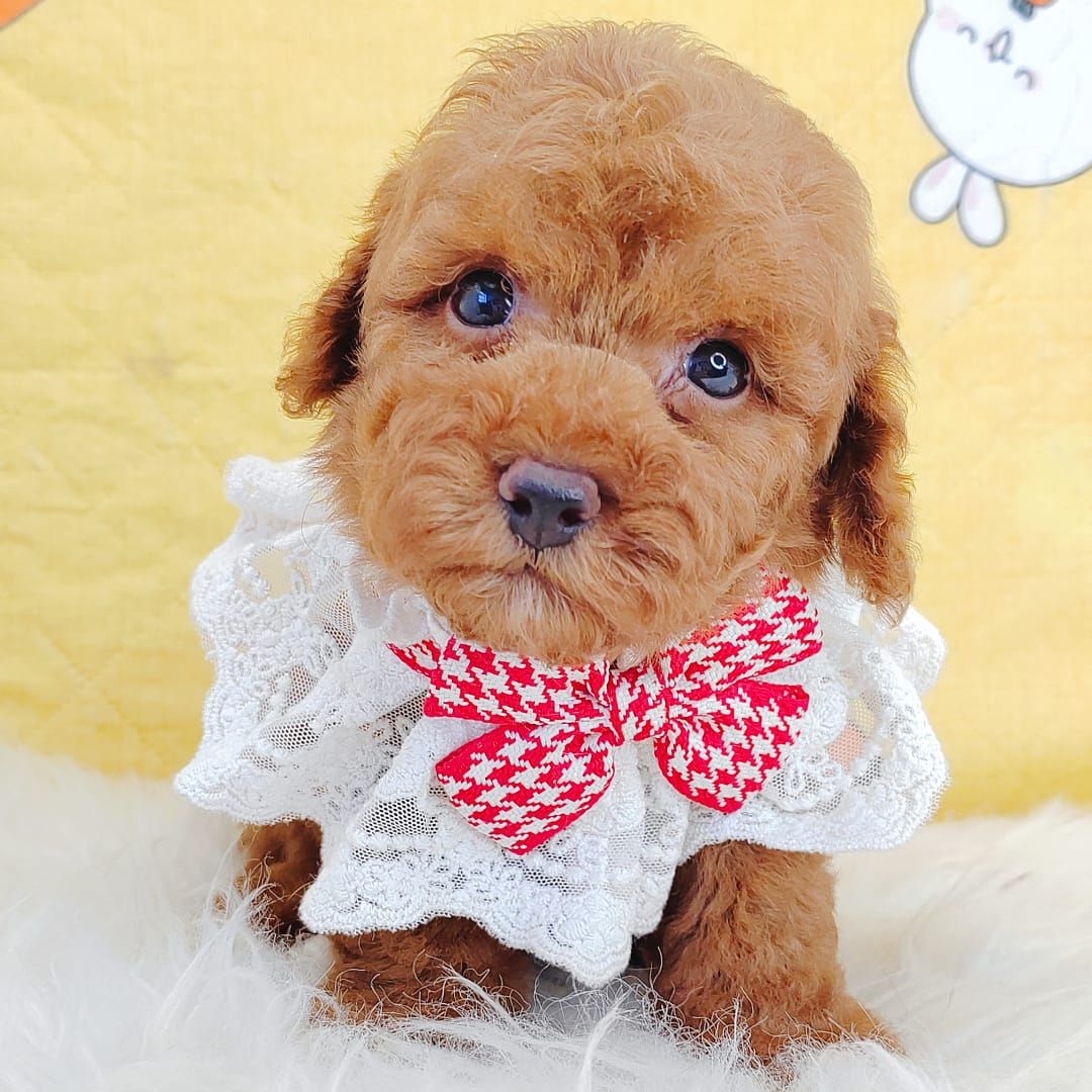 Poodle 娉拌开璐靛