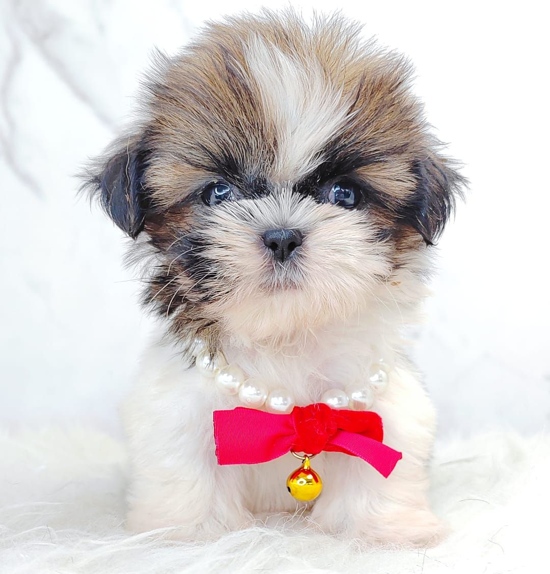 Shih Tzu 西施