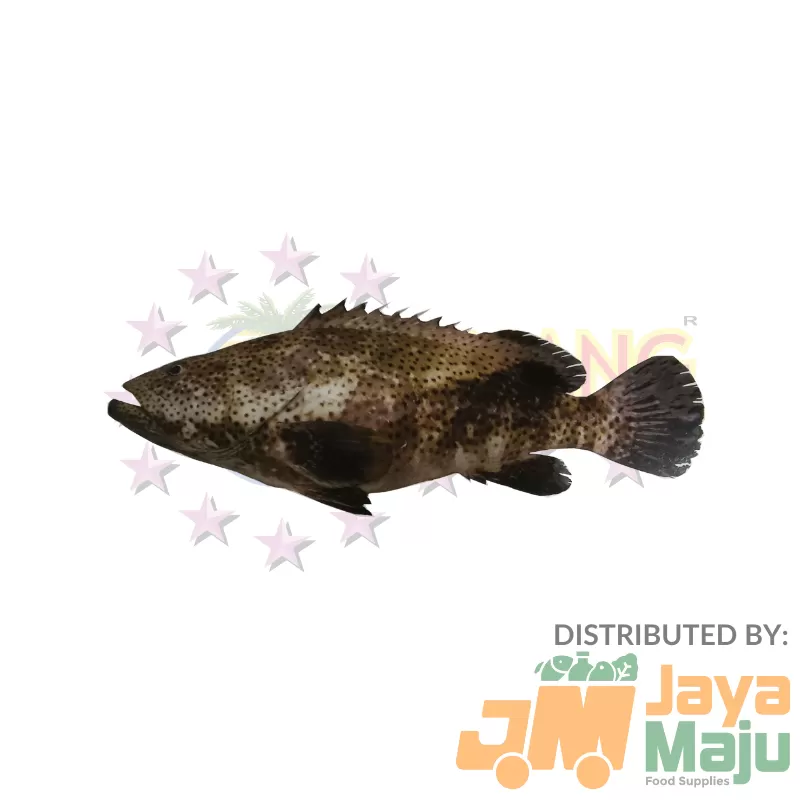 IKAN KERAPU / GROUPER