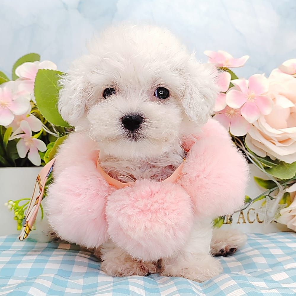 Bichon Frise 比熊