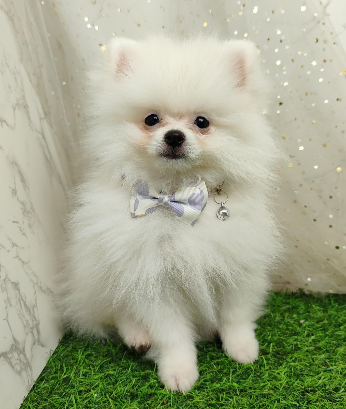 Pomeranian 博美