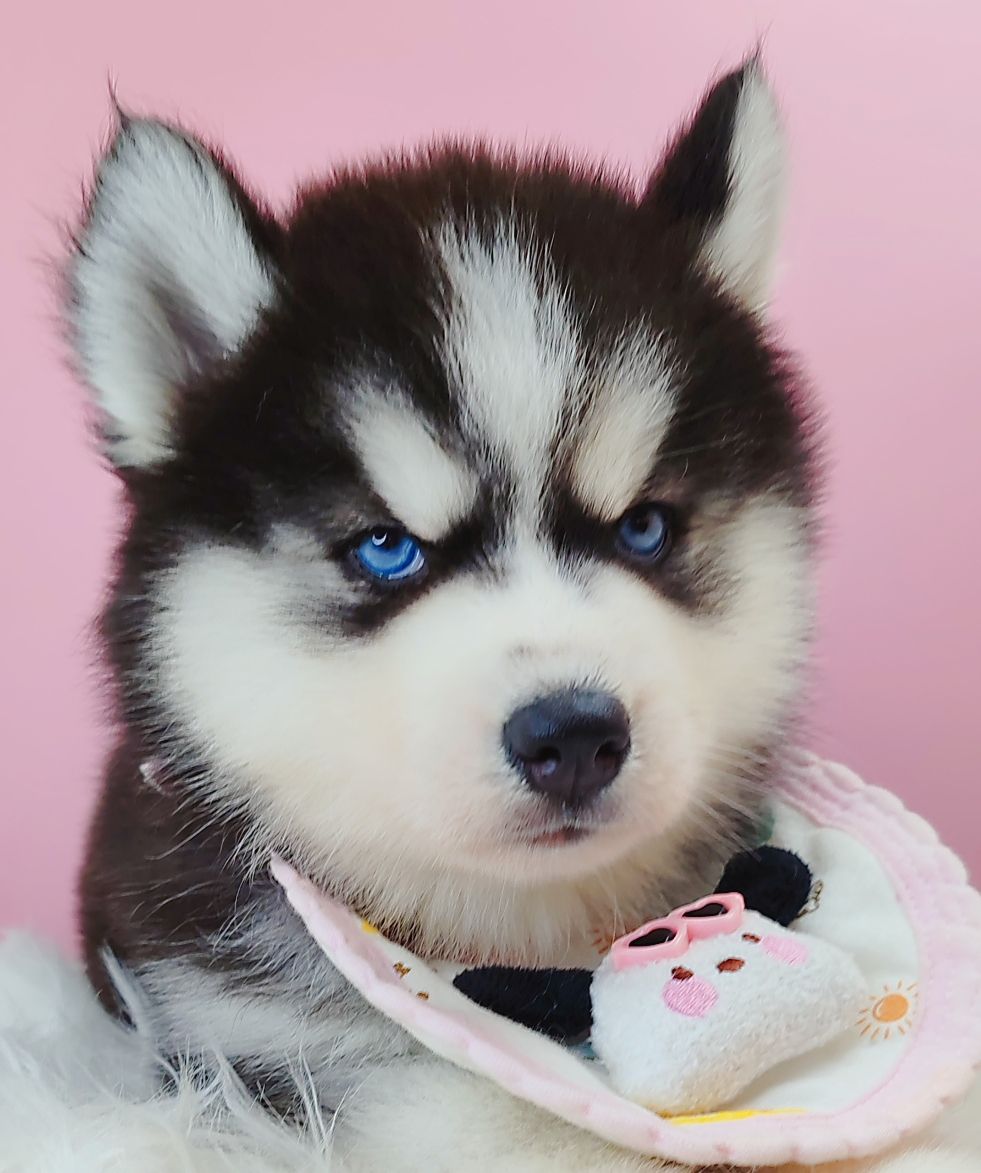 Wooly Husky 长毛哈士奇