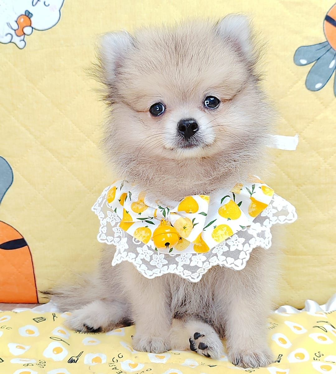 Pomeranian 博美
