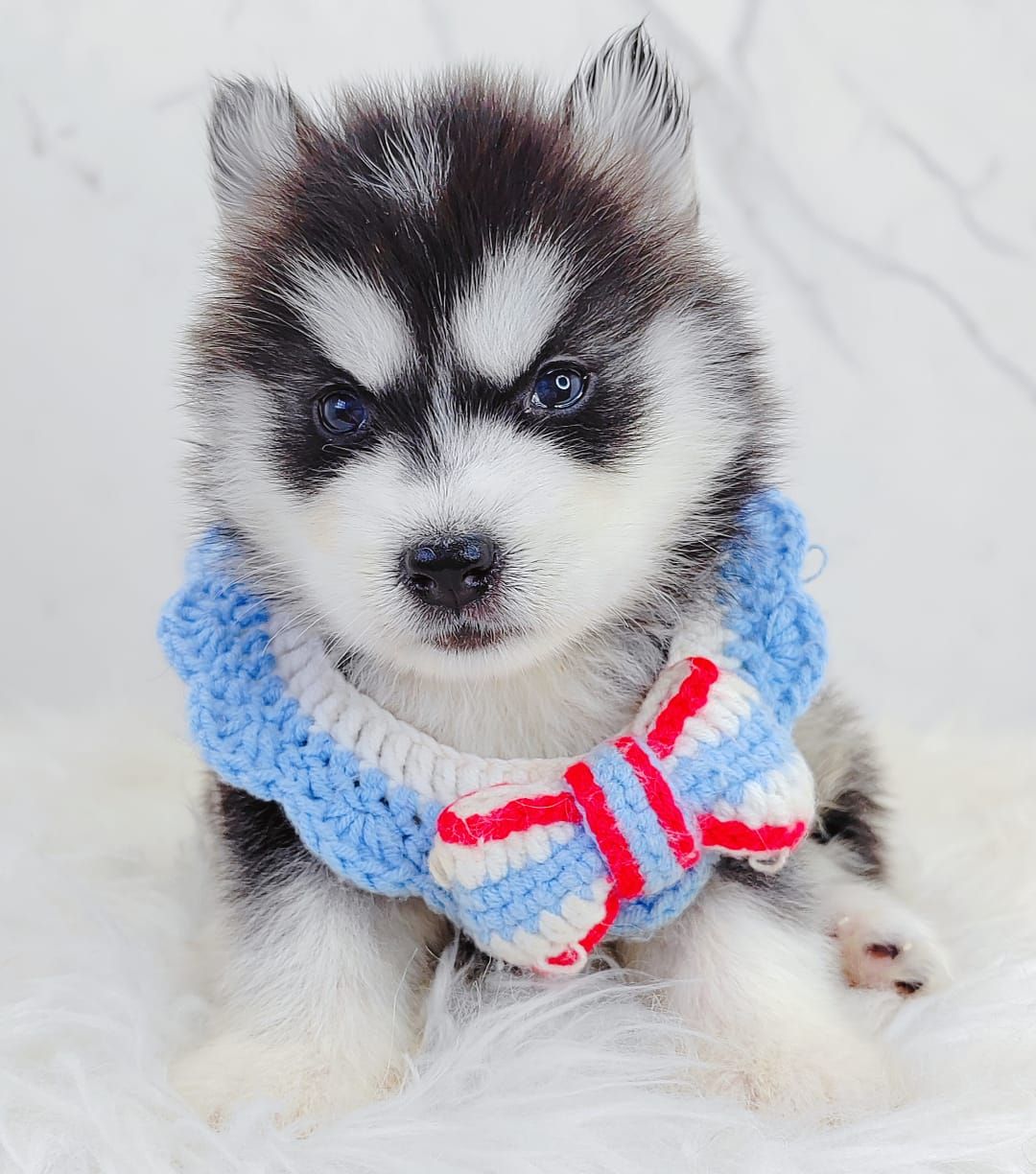 Pomsky 博士奇