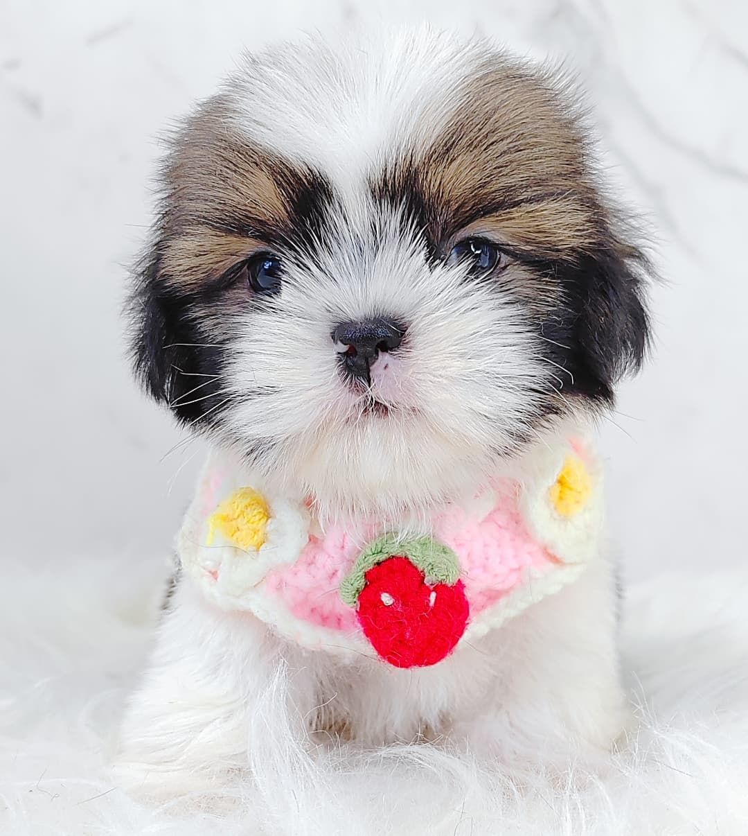 Shih Tzu 西施