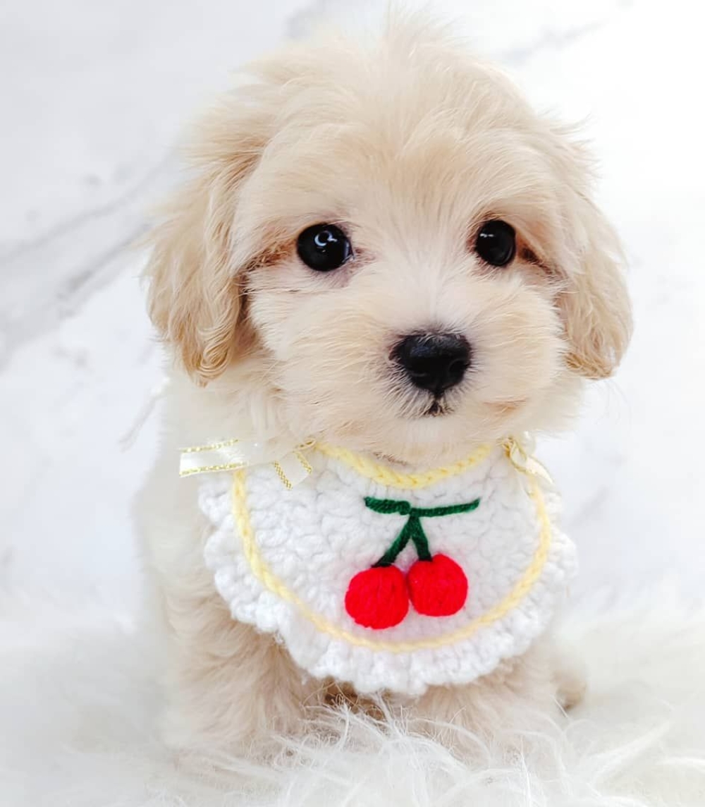 Maltipoo 马尔泰迪