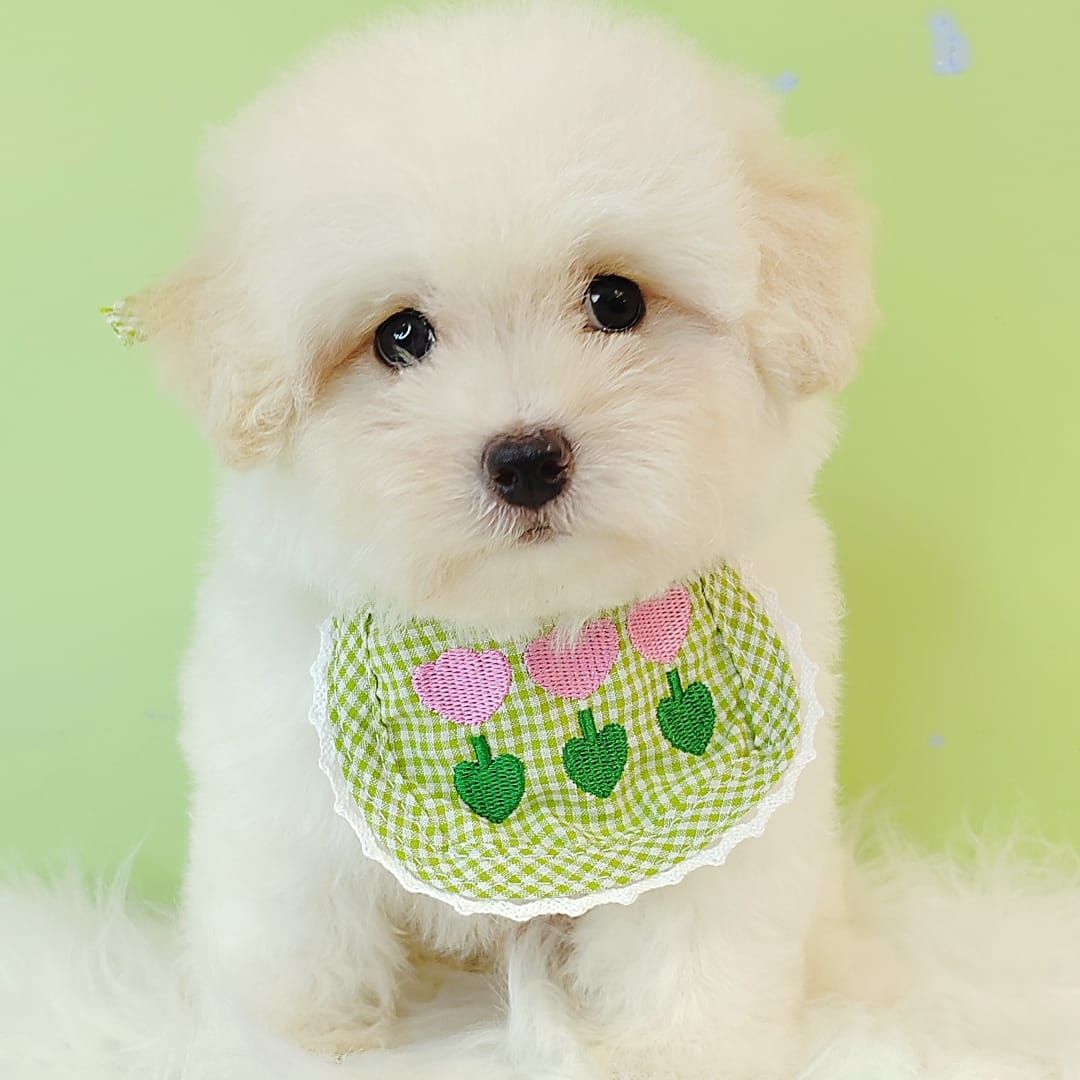 Poodle 娉拌开璐靛